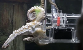 Bạch tuộc dùng máy ảnh chụp khách tham quan