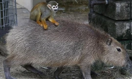 Những con khỉ sóc lười biếng tận dụng "cỗ xe chuột lang nước" như một chiếc taxi để di chuyển đến những nơi mà chúng muốn.