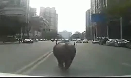 Cảnh sát Trung Quốc truy bắt bò điên trên phố