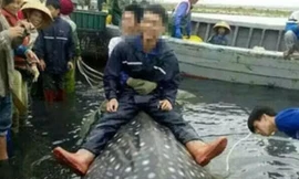 Ngư dân Trung Quốc bắt được cá nhám voi hơn 1 tấn