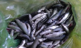 Hiện cá linh non làm sẵn thế này được bán từ 150.000 - 200.000 đồng/kg.