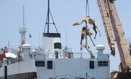 Trang Business Insider tổng hợp và đưa ra thống kê, mỗi ngày, có khoảng 100 con lạc đà được mua bán tại thủ đô Riyadh của Ả-rập Xê-út. 