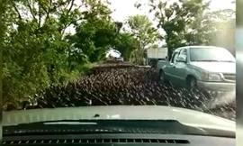 Hàng ngàn con vịt đại náo gây ách tắc giao thông