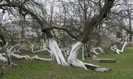 Tận thấy cây táo 220 tuổi kỳ lạ ở Ukraine