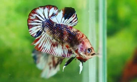 Cá betta độc đáo.