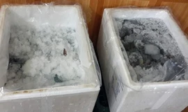 Tôm sú đông lạnh là một trong các mặt hàng thường bị các gian thương bơm bột để tăng trọng lượng.