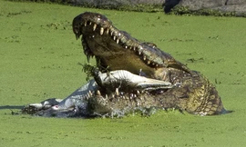 Một con cá sấu khổng lồ đã tấn công và ăn thịt đồng loại rất dã man trong vườn quốc gia Kruger, Nam Phi.