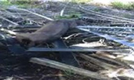 Xuất hiện sinh vật lạ 4 chân bò lổm ngổm