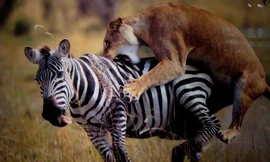 Cuộc chiến đẫm máu giữa sư tử và ngựa vằn