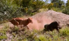 Giây phút lợn rừng đào thoát ngoạn mục trước bầy sư tử