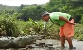 Thất kinh xem người đàn ông 'câu' cá sấu bằng miệng
