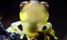 Những sinh vật trong suốt như thủy tinh