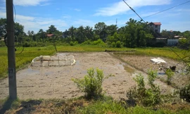 Cánh đồng nơi xảy ra vụ điện giật.