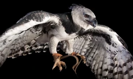 Những loài vật có móng vuốt quá cỡ