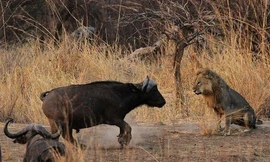 Mục kích trận chiến đẫm máu giữa trâu rừng và sư tử