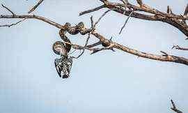 Rùng mình chứng kiến trăn khổng lồ nuốt chửng chim bói cá