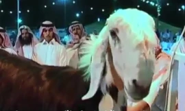 Cận cảnh thi “Hoa hậu dê“