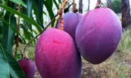 Một trung tâm chuyển giao công nghệ nông nghiệp Thái Lan đã lai tạo ra một giống xoài màu tím lạ mắt. Hình dáng quả và lõi vẫn giống các loại xoài thường thấy, tuy nhiên vỏ xoài khi chín lại có màu tím.