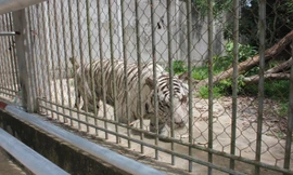 Hổ trắng được nuôi tại khu du lịch sinh thái Trại Bò.