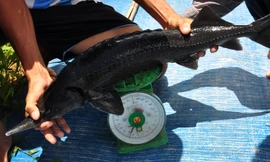 Quảng Ngãi nuôi thành công cá tầm 'siêu' tăng trọng