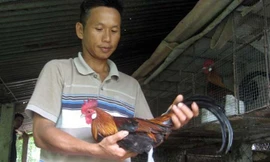 Gà rừng có giá 1-1,5 triệu đồng/cặp.