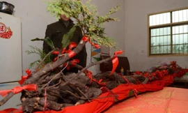 Củ hà thủ ô được trưng bày trong nhà ông Thi. Ảnh: China News.