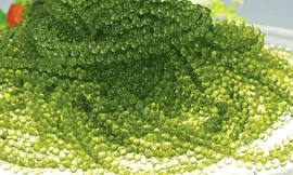 Rong nho được cho là có nhiều công dụng, giá bán trên thị trường phổ biến 150.000 đồng/kg. Ảnh: NVCC.