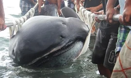 Nhóm ngư dân khiêng con cá mập trong vùng biển giữa tỉnh Albay và Masbate ở miền trung Philippines hôm 28/1. Ảnh: CNBC.