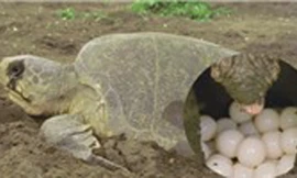 Mê hoặc xem rùa biển làm tổ đẻ trứng