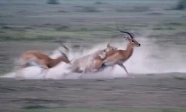 Linh dương quyết đấu, sư tử nằm phục