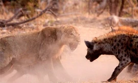 Chúa sơn lâm nổi giận xé xác linh cẩu