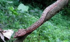 Loài rắn lục sừng mới được phát hiện tại Vườn Quốc gia Cúc Phương. Ảnh: Lê Trọng Đạt/ VnExpress