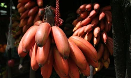 'Sốt' sình sịch cây giống chuối đỏ