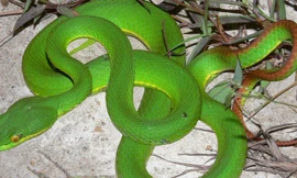 Chơi ngoài sân, bé 8 tuổi bị rắn lục cắn nhập viện