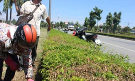 Những cây chè tầu trong công viên thuộc khu vực phường An Hòa, thành phố Huế chết bất thường.