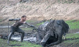 Hướng dẫn viên Len Taylor đã phải mất 6 giờ đồng hồ bất chấp nguy hiểm lội trong bùn lầy để giải cứu voi con.