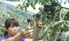 Cà chua đen bán tại vườn của chị Thủy có giá 50.000 đồng một kg.