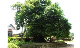 Cây thị khổng lồ tại làng Tiến Ân.