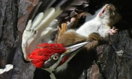 Chim gõ kiến nhanh chóng hạ nốc ao con sóc. Ảnh: CBC News.