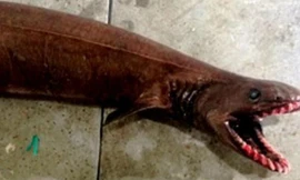 Con cá mập có tới 300 cái răng được cho là xuất hiện từ thời tiền sử, cách đây 80 triệu năm. Nguồn: SETFIA,