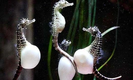 Những sản vật đắt đỏ của Phú Quốc được săn lùng