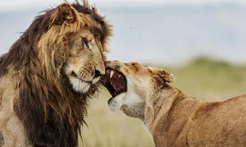 Con sư tử đực đang cố gắng thể hiện sức mạnh với những con cái khác. Nguồn: Caters News Agency.