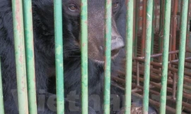 Cá thể gấu bị cụt cả hai chi tại hộ nuôi ở Quảng Ninh. Ảnh: PV/Vietnam+.