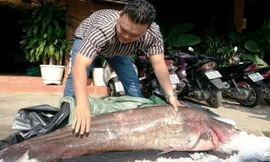 Ngư dân lần đầu bắt được cá leo 65kg ở miền Tây