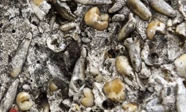 Kì lạ khối bê tông chứa hàng nghìn chiếc răng người