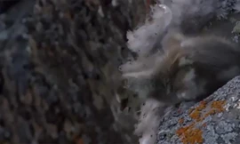 Chim non rơi xuống vách núi thăm thẳm sống sót thần kỳ