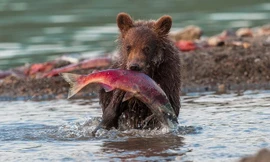 Cận cảnh màn săn cá hồi ngoạn mục của gấu xám