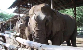 Nhà dưỡng lão dành cho... voi