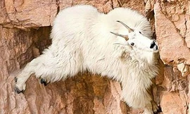 Dê vắt vẻo trên các vách núi dựng đứng...