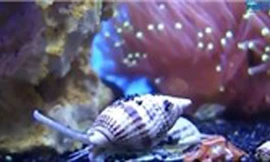 Cận cảnh loài ốc “lạ” khiến 3 ngư dân tử vong